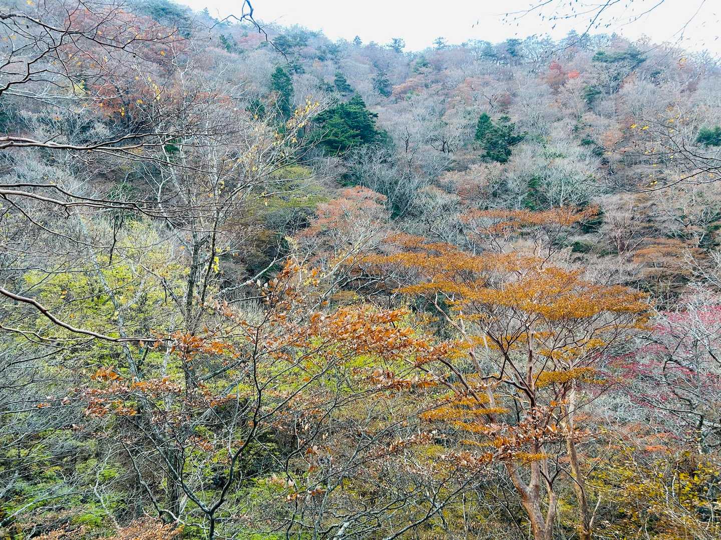 紅葉めっちゃ綺麗だぁ🍁