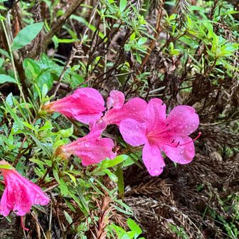 雨が滴るツツジ