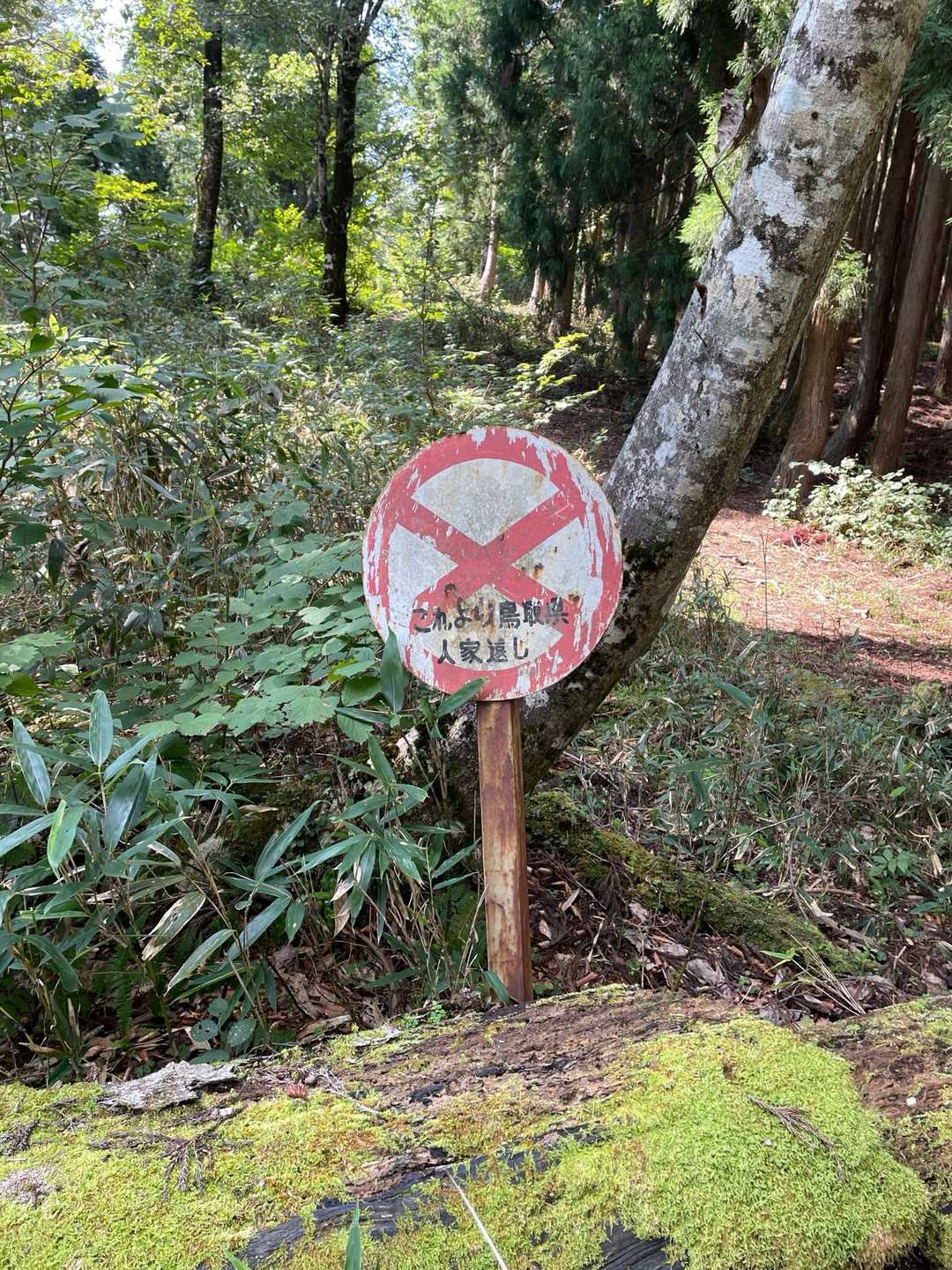 ❌これより鳥取県人家遠し
ここを進んで行く😆