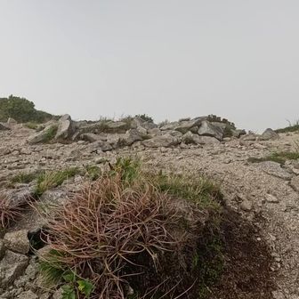鉾立峰山頂は真っ白けっけで展望なし