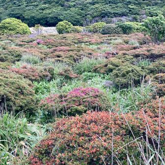 大崩の辻のミヤマキリシマは見頃を過ぎてました