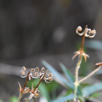 ゲンノショウコ
別名ミコシ草