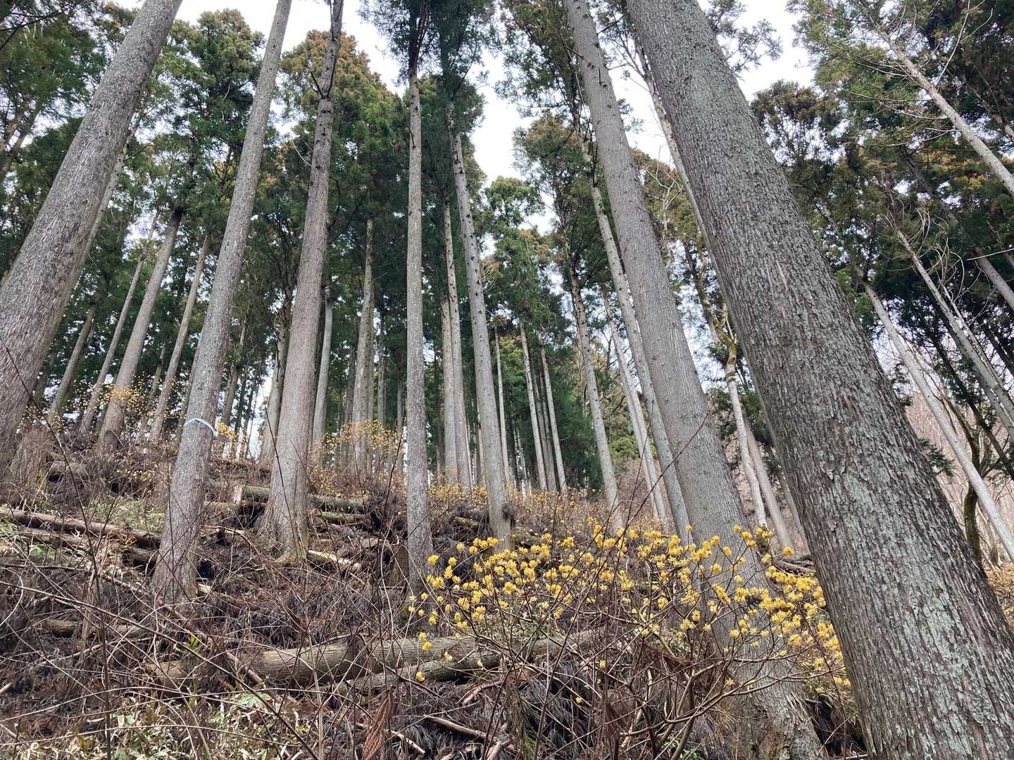 いや綺麗。森の妖精🧚🧝‍♀️