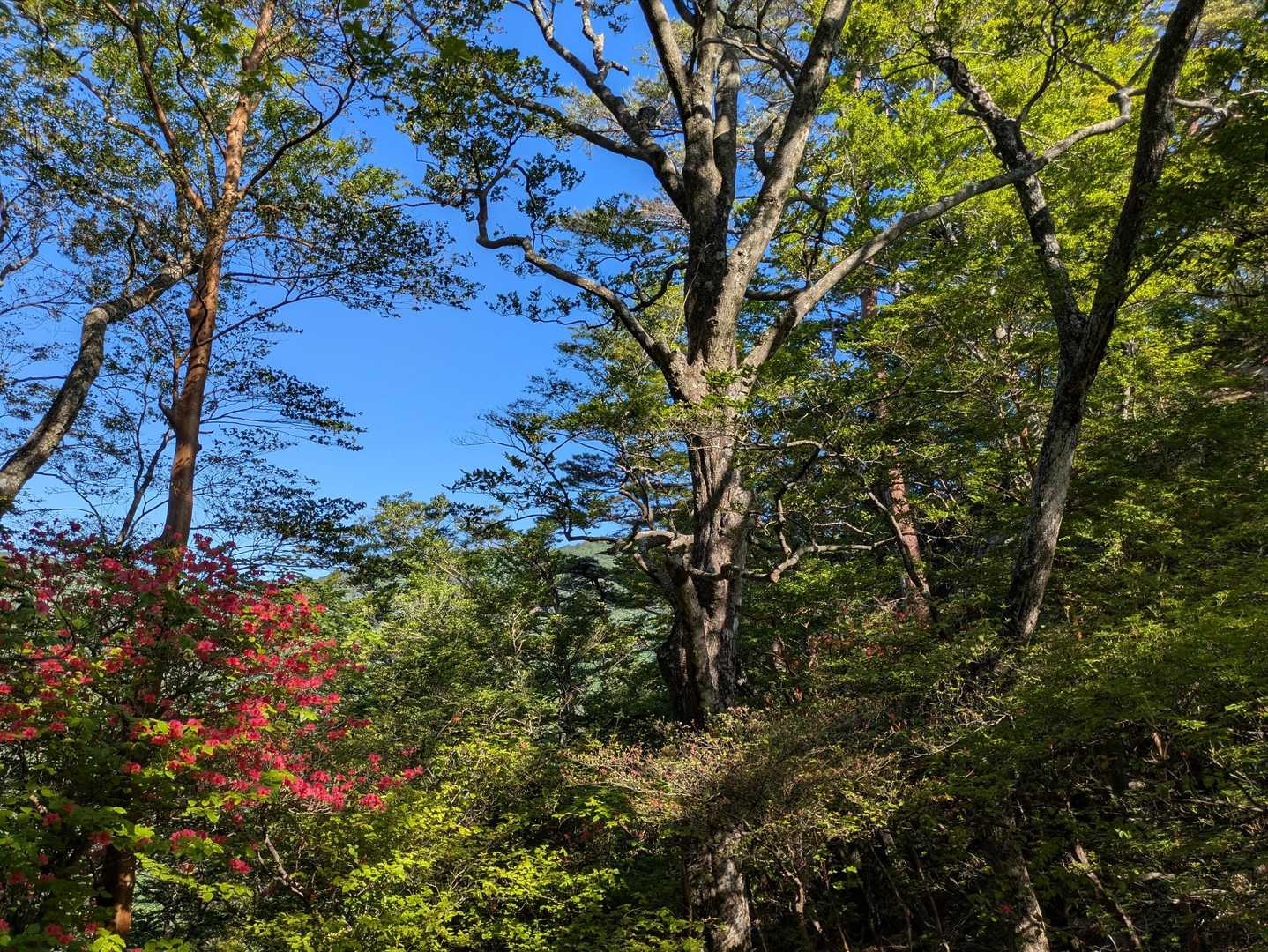 杉ヶ越登山口-傾山 往復コースの写真