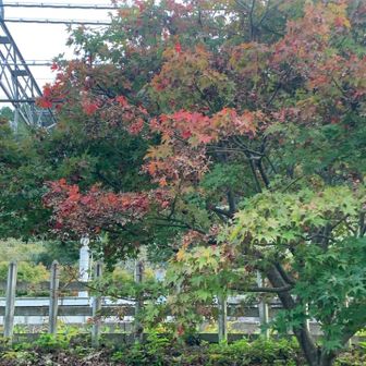 吾野駅の近くにある紅葉🍁を撮影。