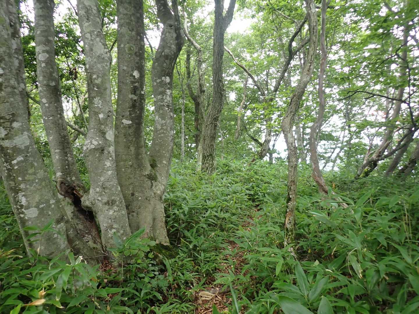 ブナ林は蟹ノ目にもありました。