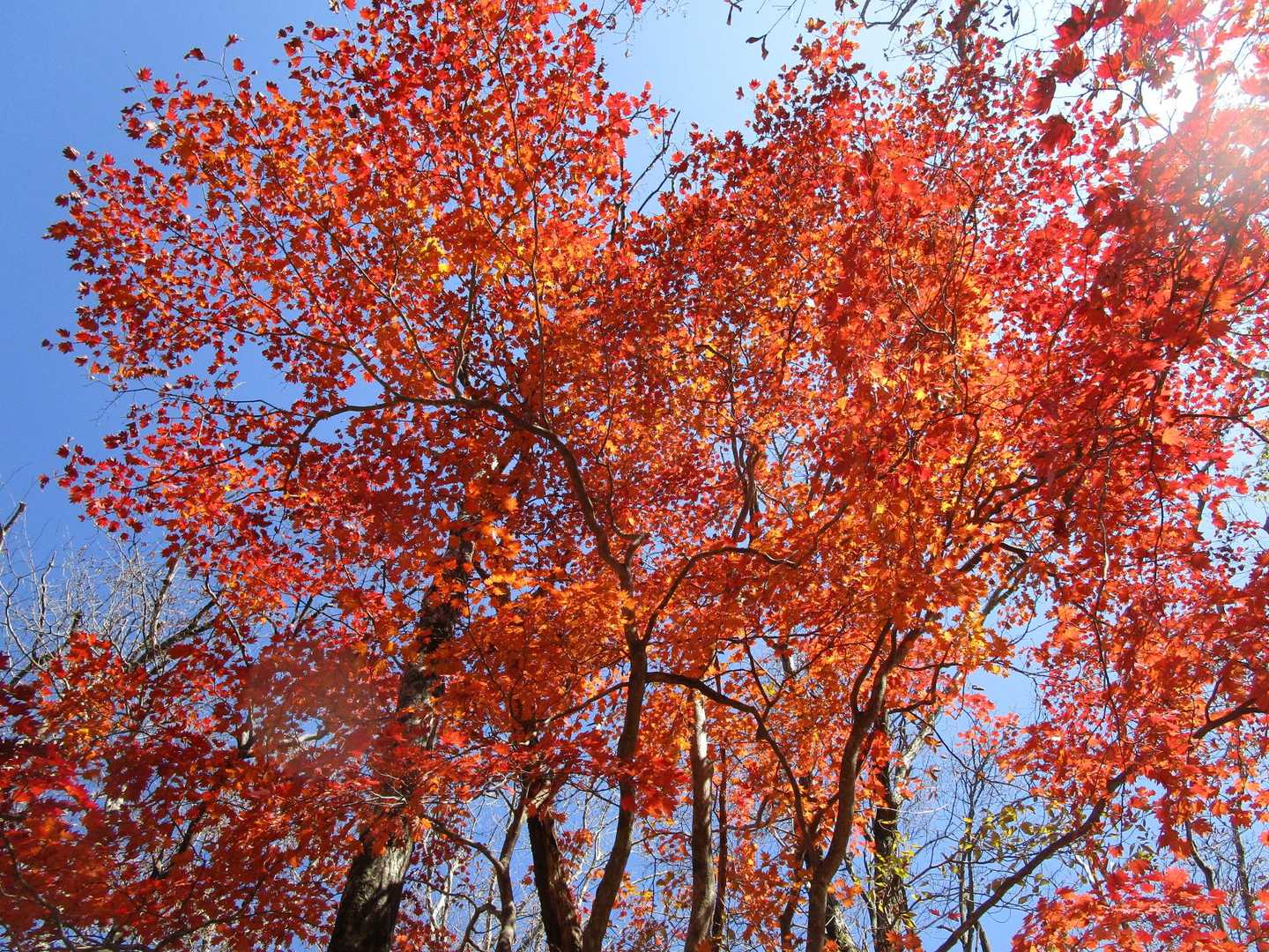紅葉も映えるけど、