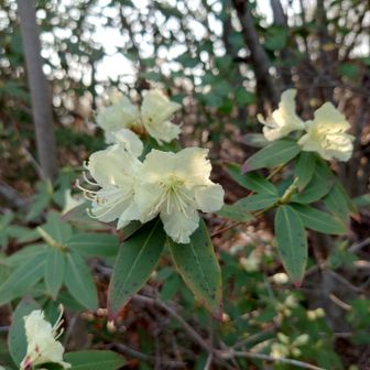ヒカゲツツジも沢山咲いていました🌼
