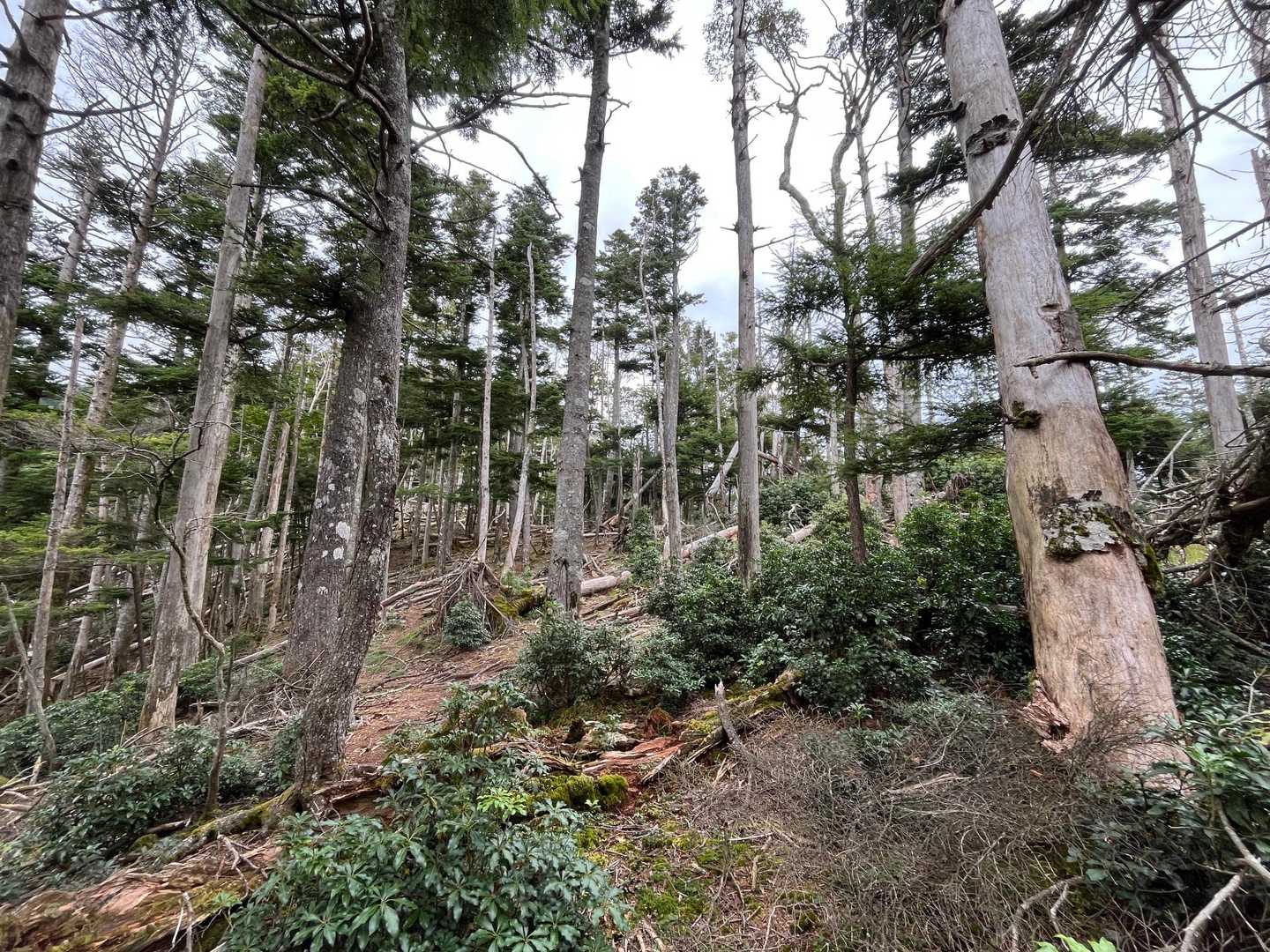 枯れ木、確か牛奥ノ雁ヶ腹摺山近辺でもあります