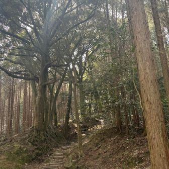 気持ち良い🌳木漏れ日が✨