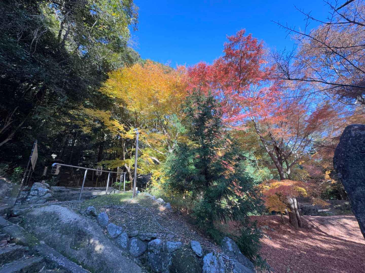 紅葉🍁は見ごろでした。