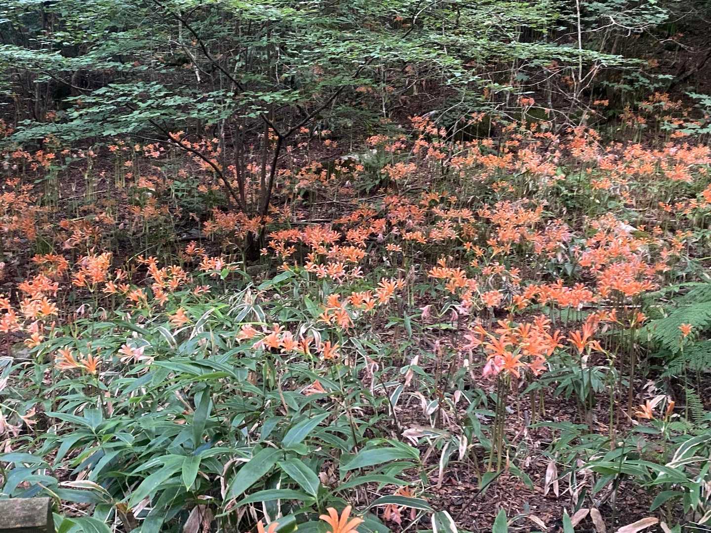 水無登山口-井原山 往復コースの写真