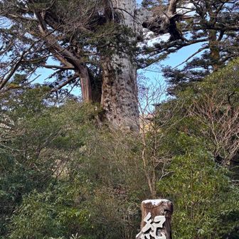 港からバス移動で紀元杉🚌