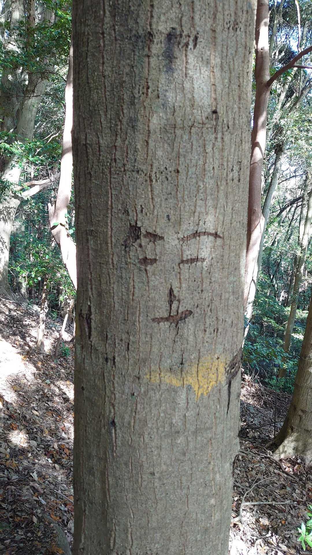 こんな、顔！