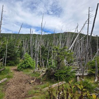 縞枯山を目指す