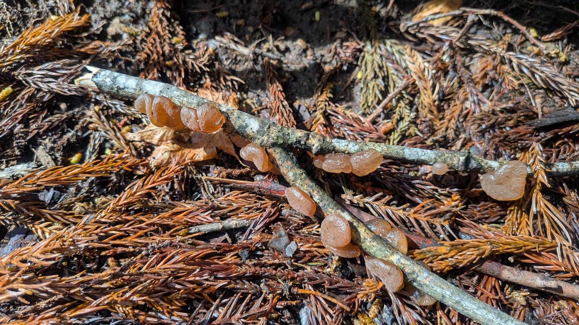 グミみたいな何か発見
