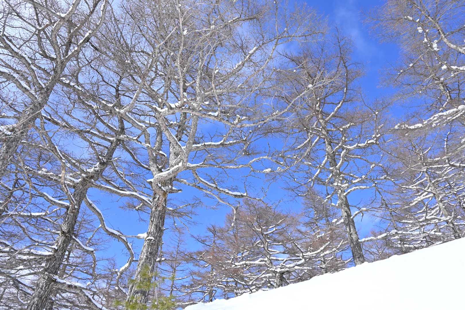 黒斑コース登山口-車坂山-トーミの頭 往復コースの写真
