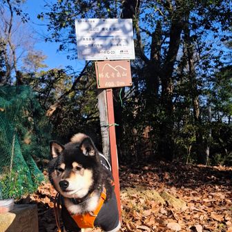 
実はお助けロープの急坂でしたが
勝尾寺南山に登頂‼️