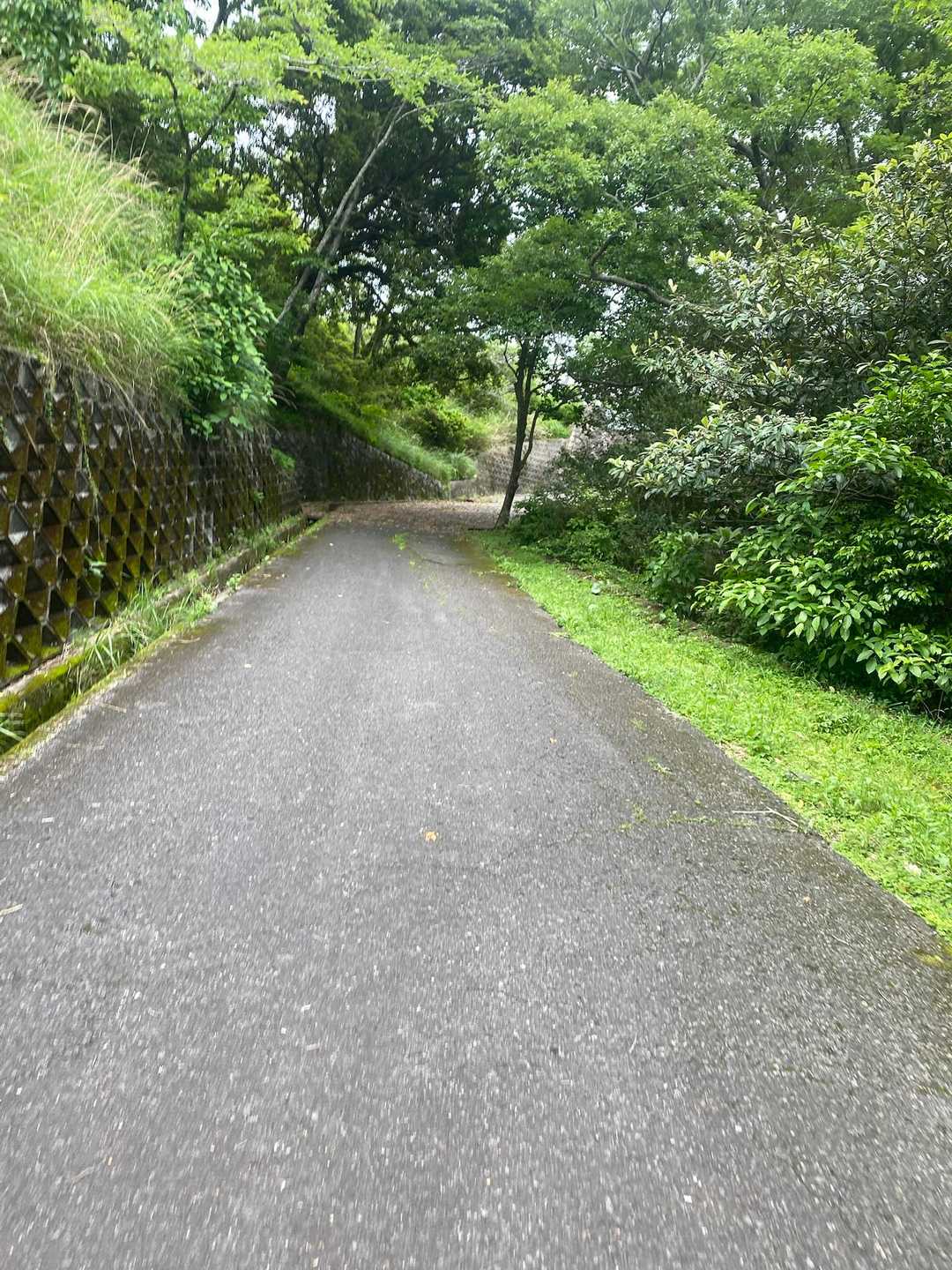 ここねー