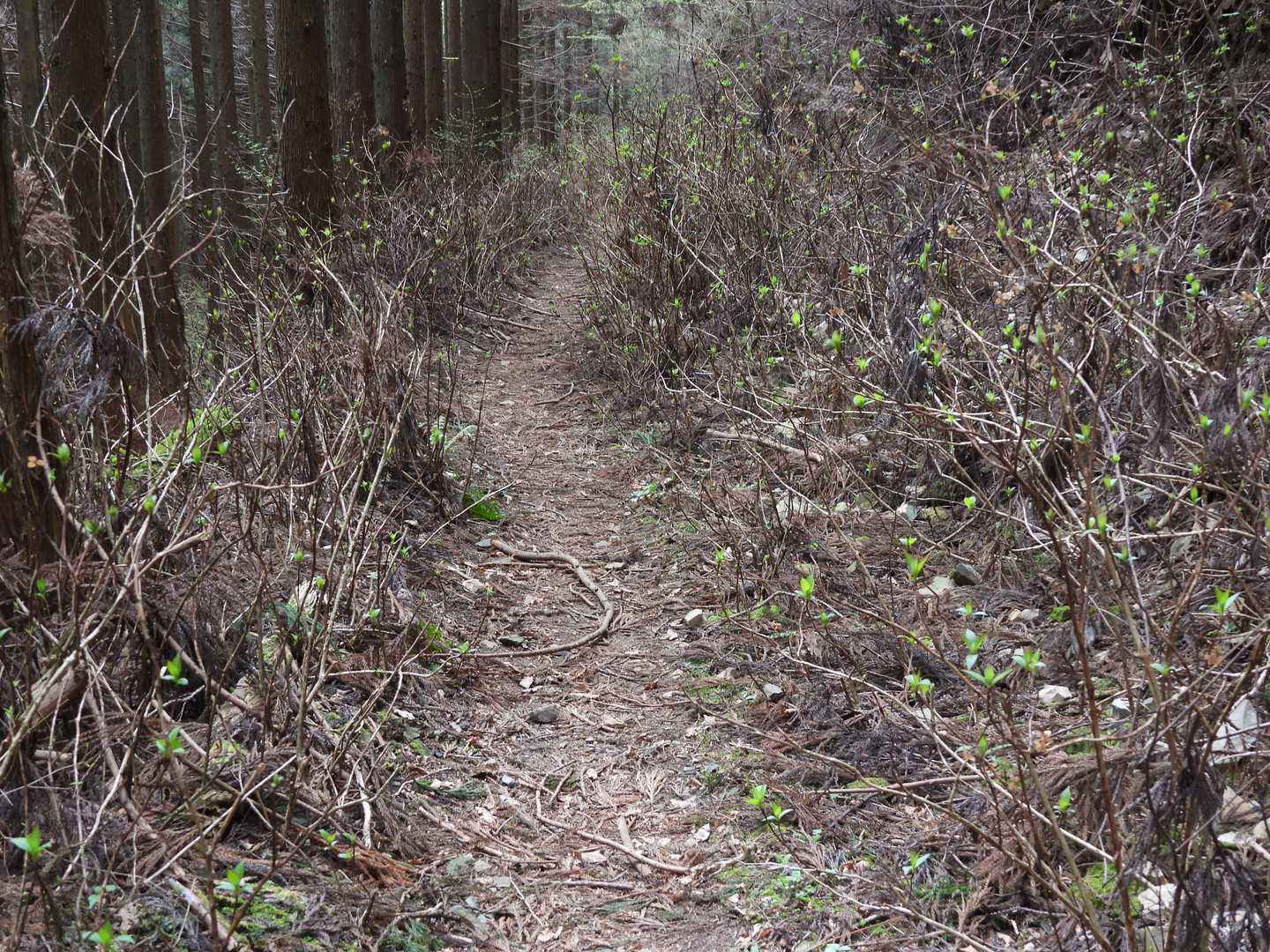 花瓶沢の山道はアジサイが両側にたくさんあった