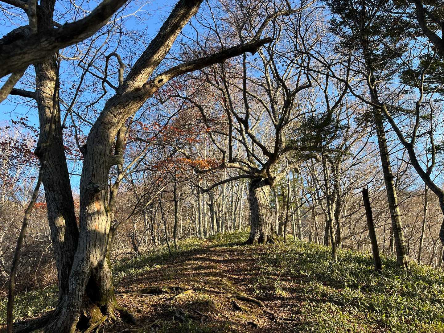 去年登った時に抱きついた🌲