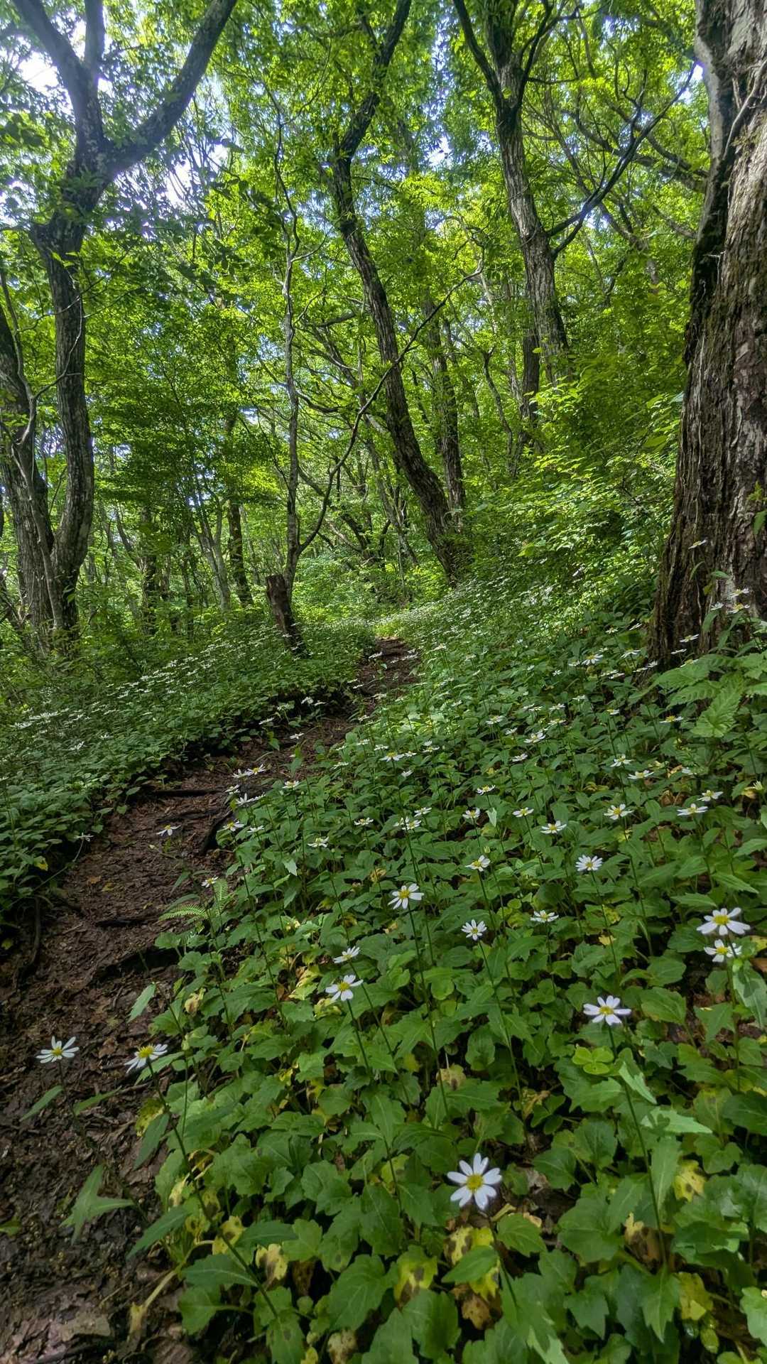 ひろしま県民の森登山口-牛曳山登山口 周回コースの写真