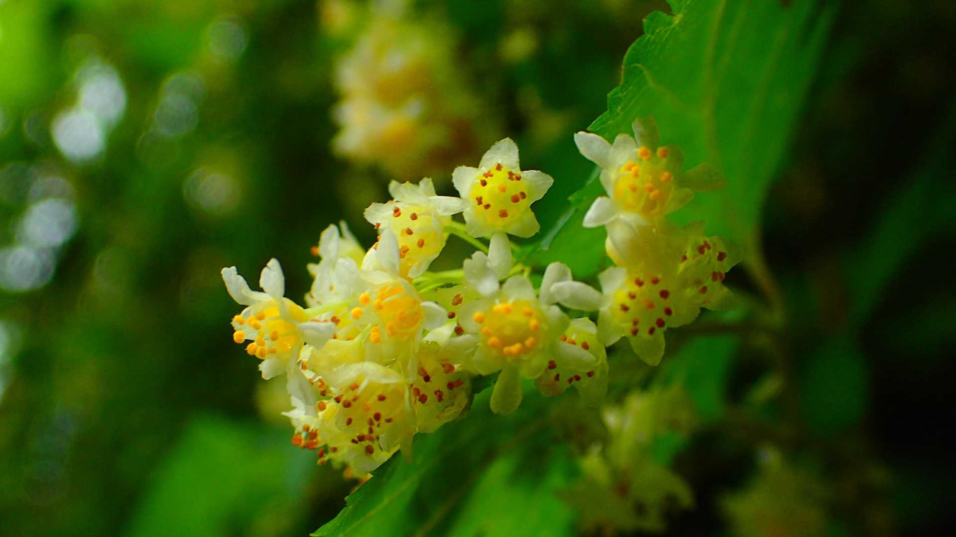 お花