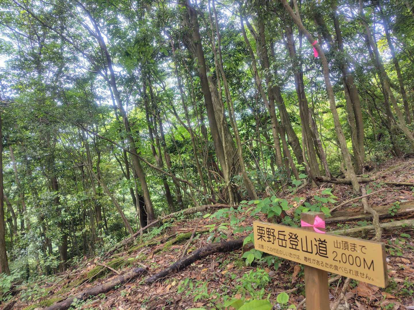 この付近のシイタケは毒性があるから食べられませんって😱