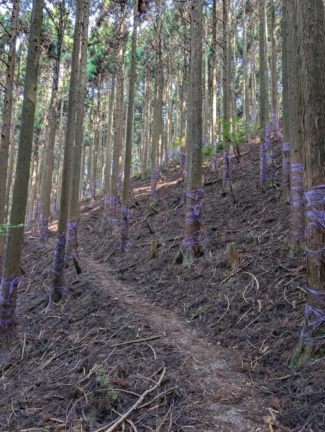 西登山口～鞍掛峠の道は植林帯の中を登ってゆきます。
道もしっかりしており、東登山口～鞍掛峠へ行く道よりも安全で、僕はこの道の方が好きです。
植林された杉の木には、シカの角研ぎや食害から木(＝商品)を守る為に紫色のテープを巻いて保護しています。