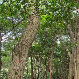 三叉路を左へ行くと鹿山
ここには以前写楽の浮世絵があったような？
右の木につけられた小さなプレートはもう読めないけど｢小町｣だったかなあ？