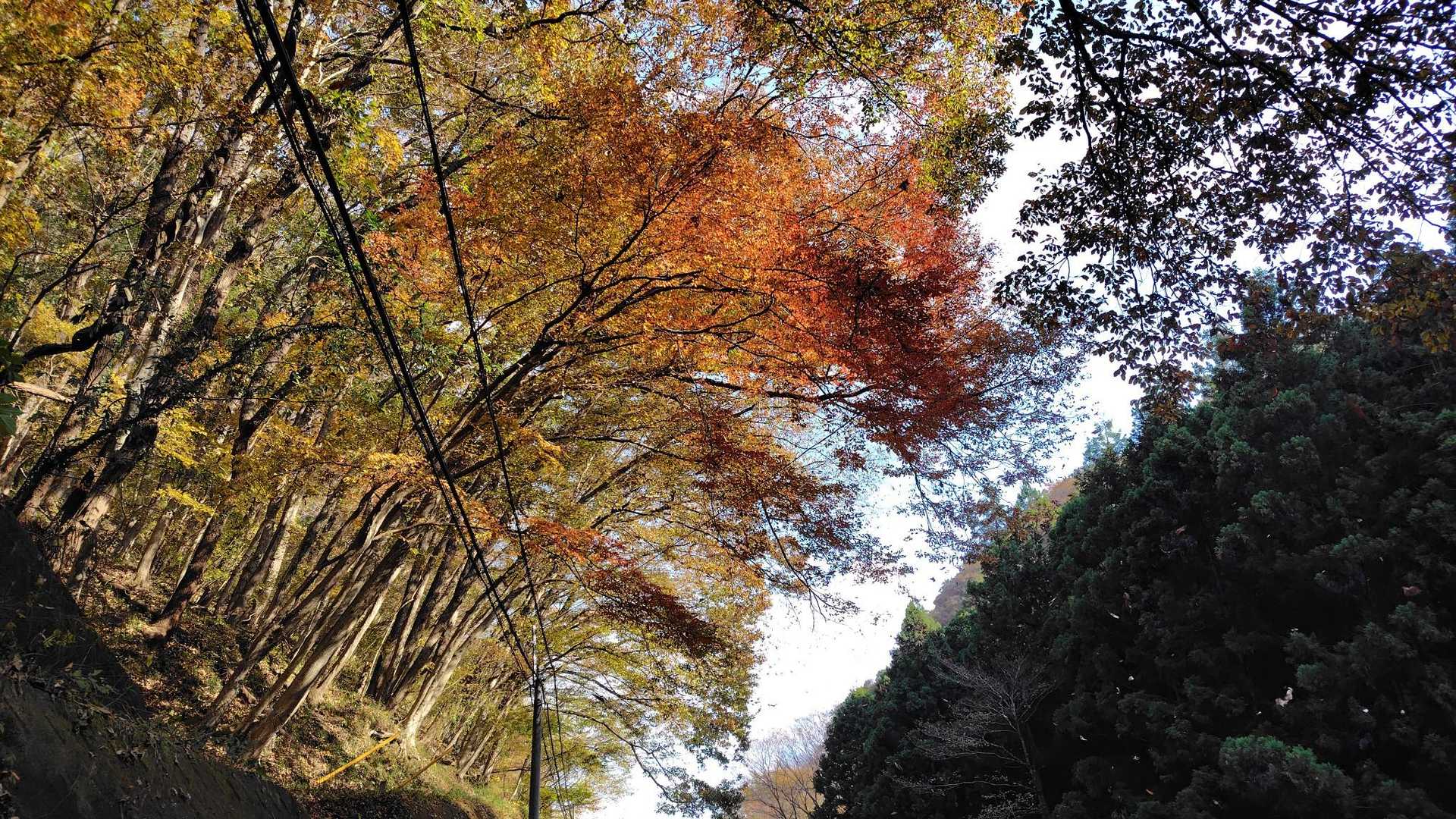 大瀬園地-鎌倉山 往復コースの写真