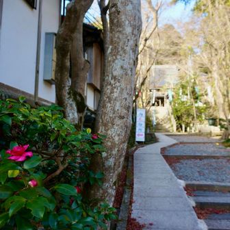 神峯山寺参道の山茶花