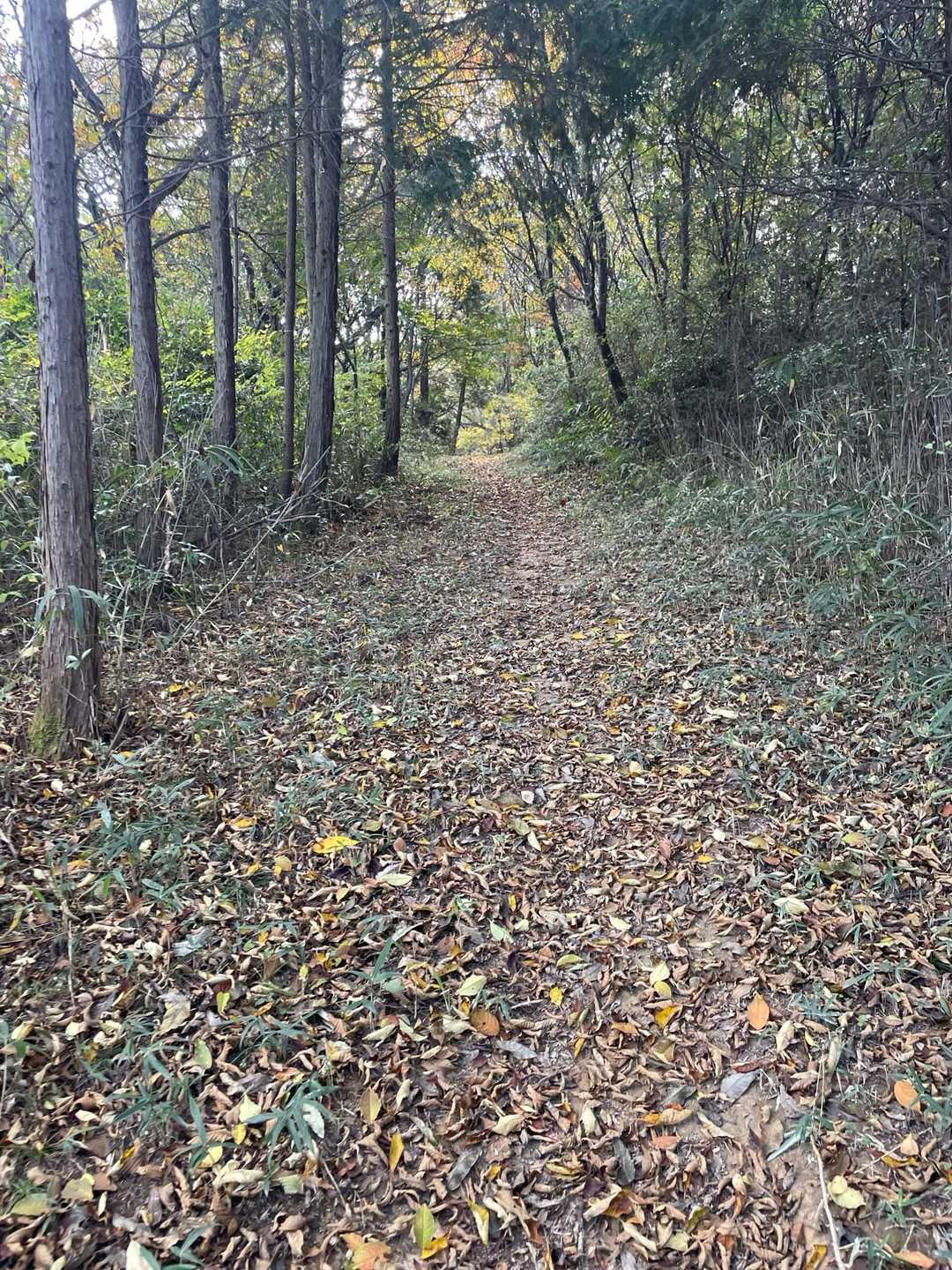 めっちゃ良き道✨