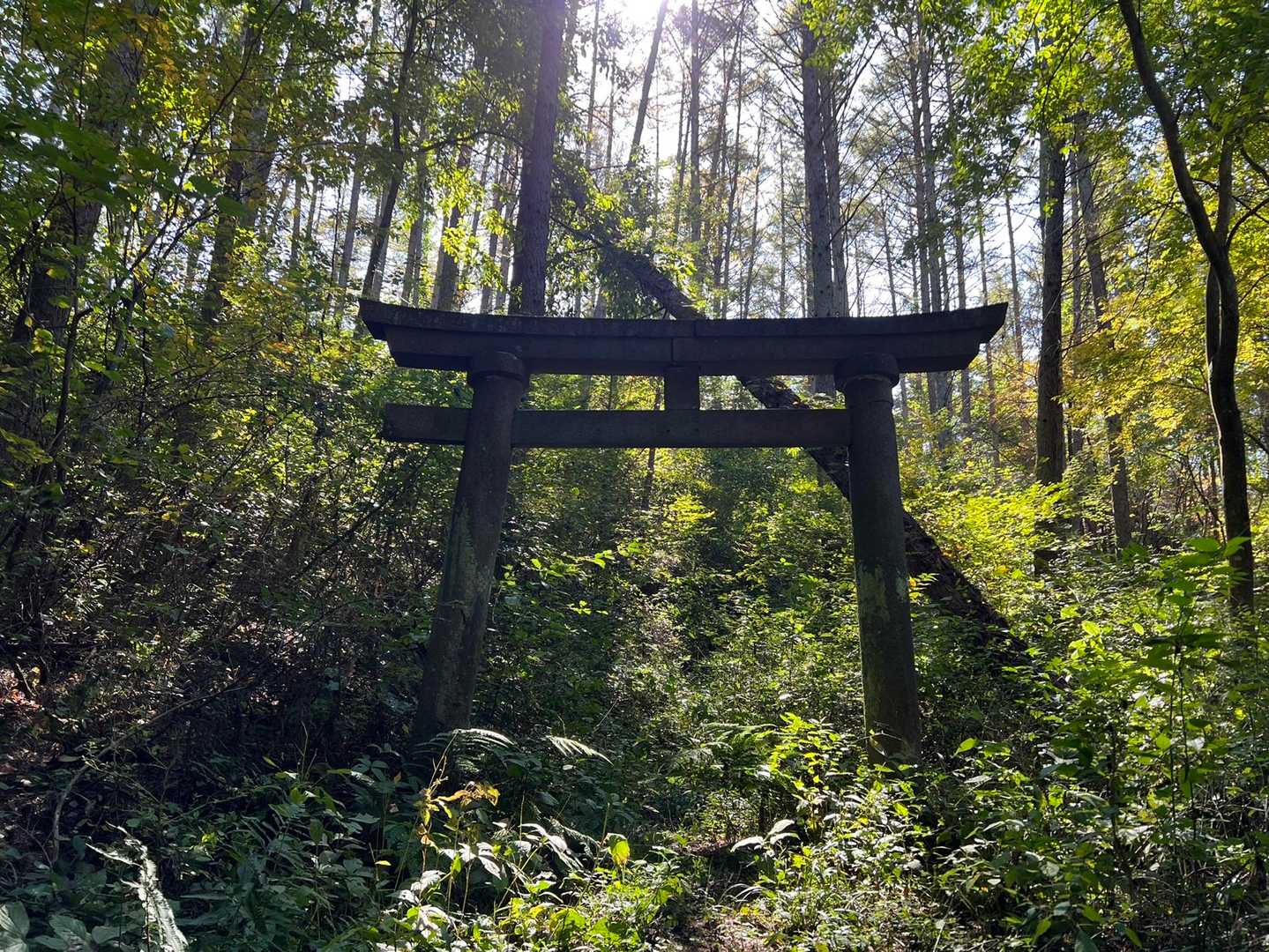 鳥居⛩潜ると後は舗装路
そして前回もそうでしたが、草ぼうぼう💦