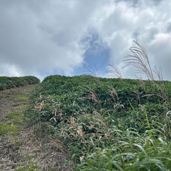 ススキ
山はもう秋