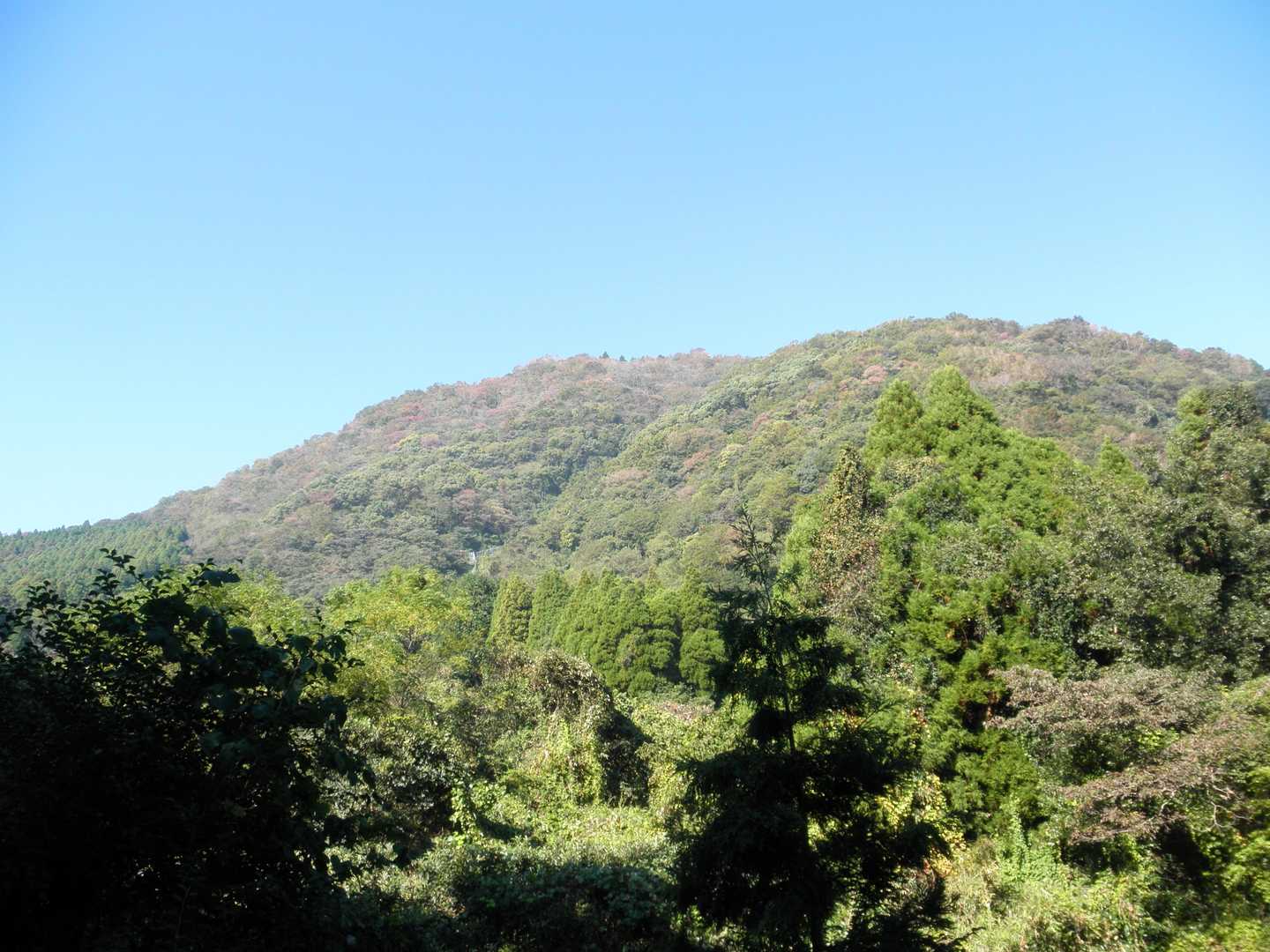 高崎山も色づいています