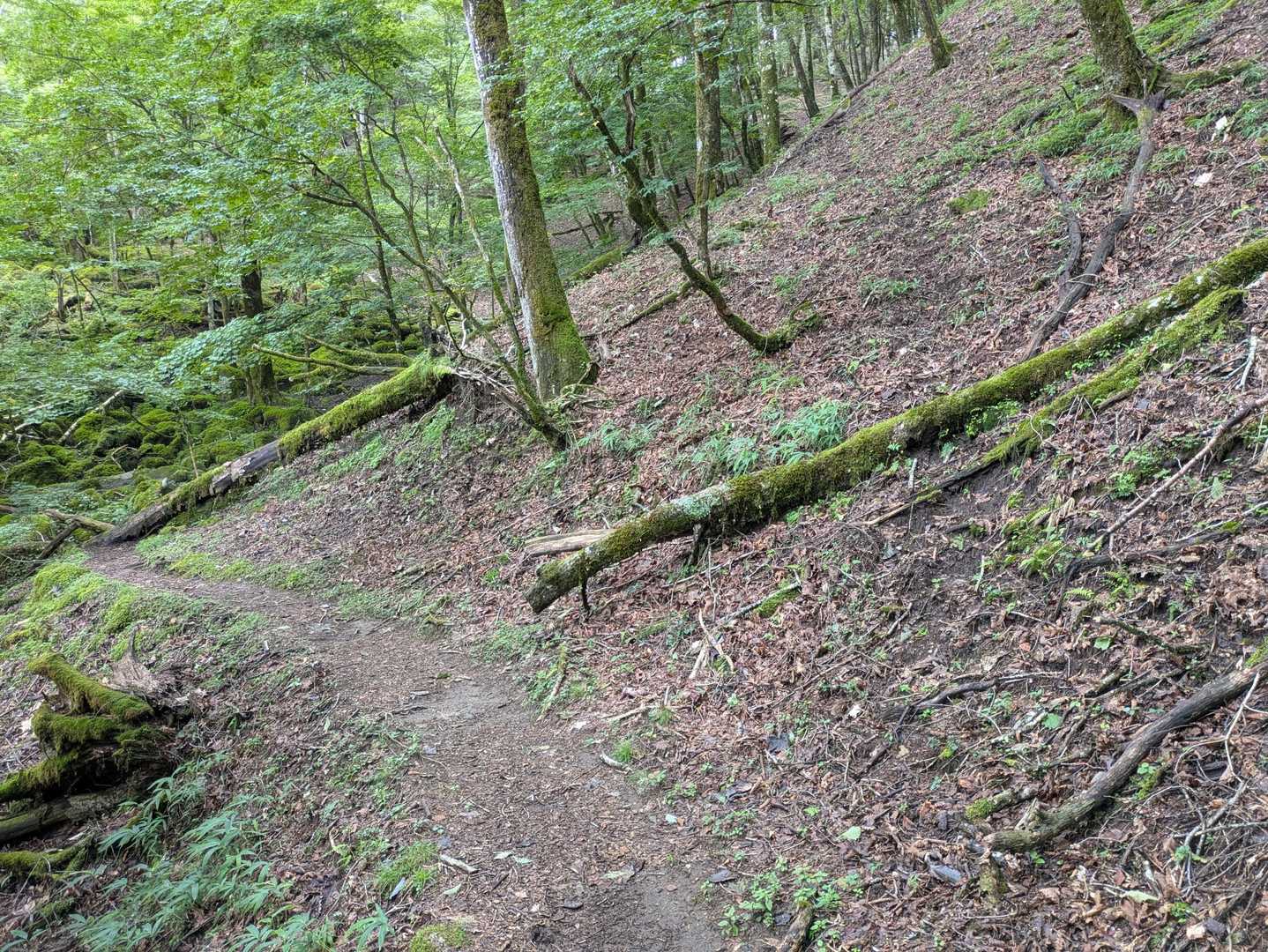 グレーピークの三本木ノ頭へは、右のうっすら踏み跡からアクセス