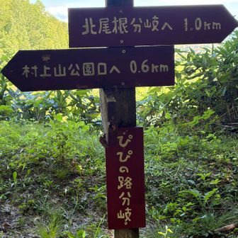 ここからが大パノラマ