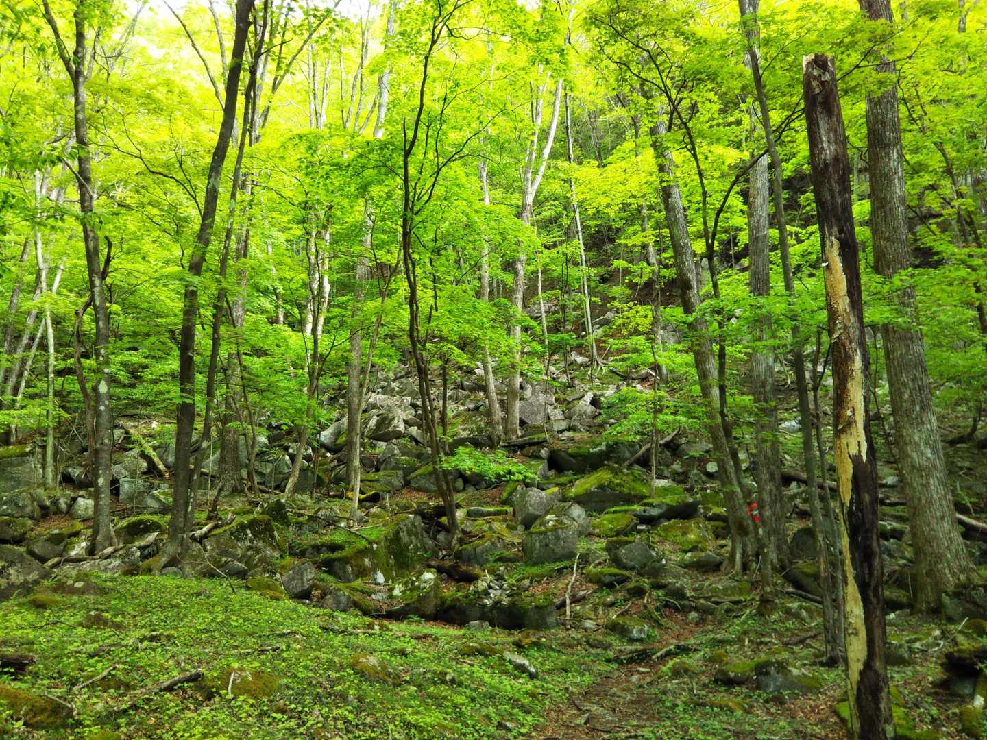 スタート時点は薄曇りで足元のお花たちも閉じていましたが、段々と陽が射し始め、新緑が目に優しい。いい感じになってきました。