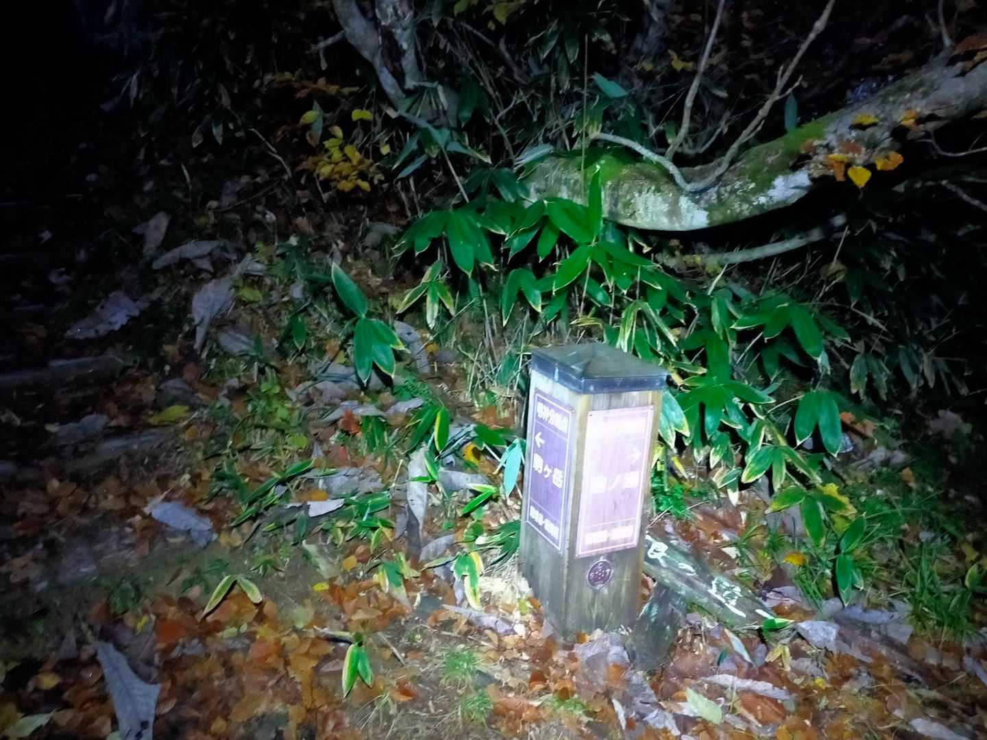 歩き始めて30分強で駒ノ湯との分岐、明神峠に着く🖐️
まだまだ先はだいぶ長い🫠とはいえここまでは楽々😙