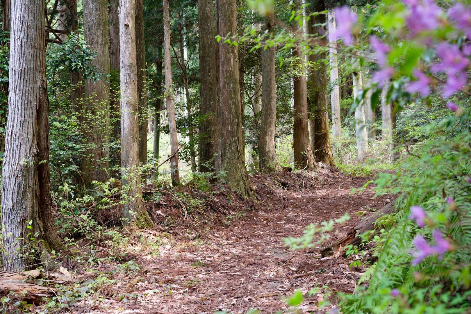 山芍薬を見に来ました🥾。

自然の中に入るだけで、元気になる☺️。