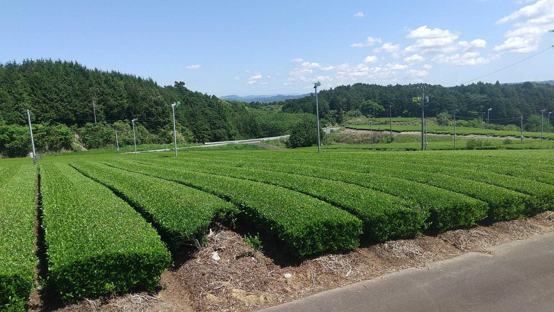 🅿️は茶畑の横です😊