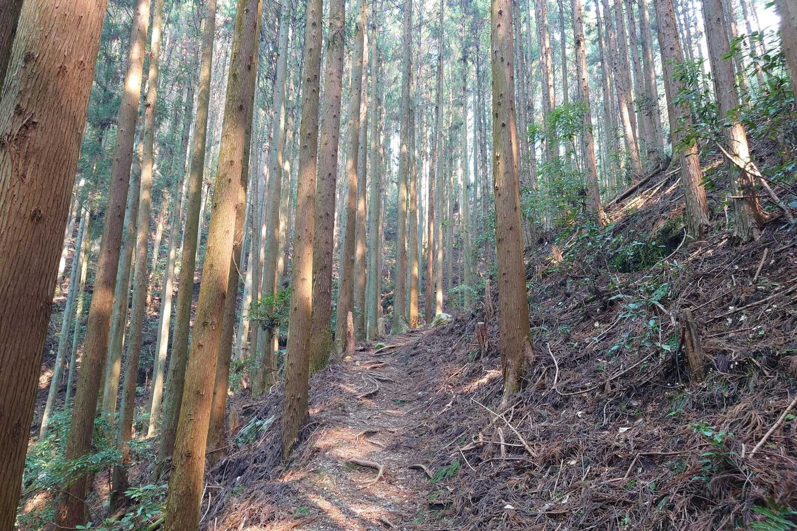 と思ったら植林の道