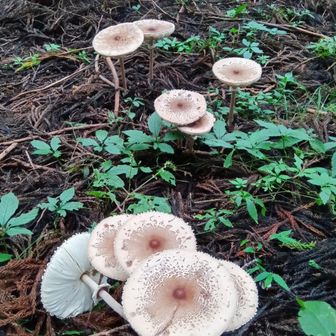 キノコ🍄