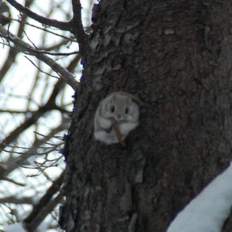 ぶなの森の住人