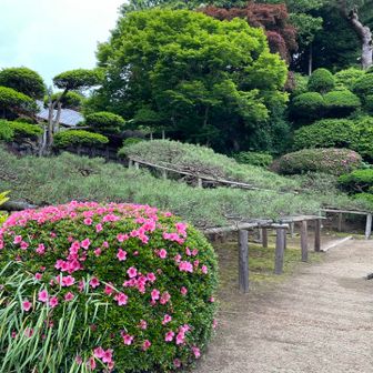 龍神の松🐉
地面を這う様に横に枝が広がってます
樹齢300年！