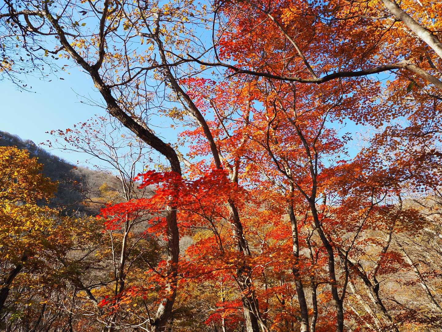 御池岳登山道コグルミ谷登山口-天ヶ平-御池岳 往復コースの写真