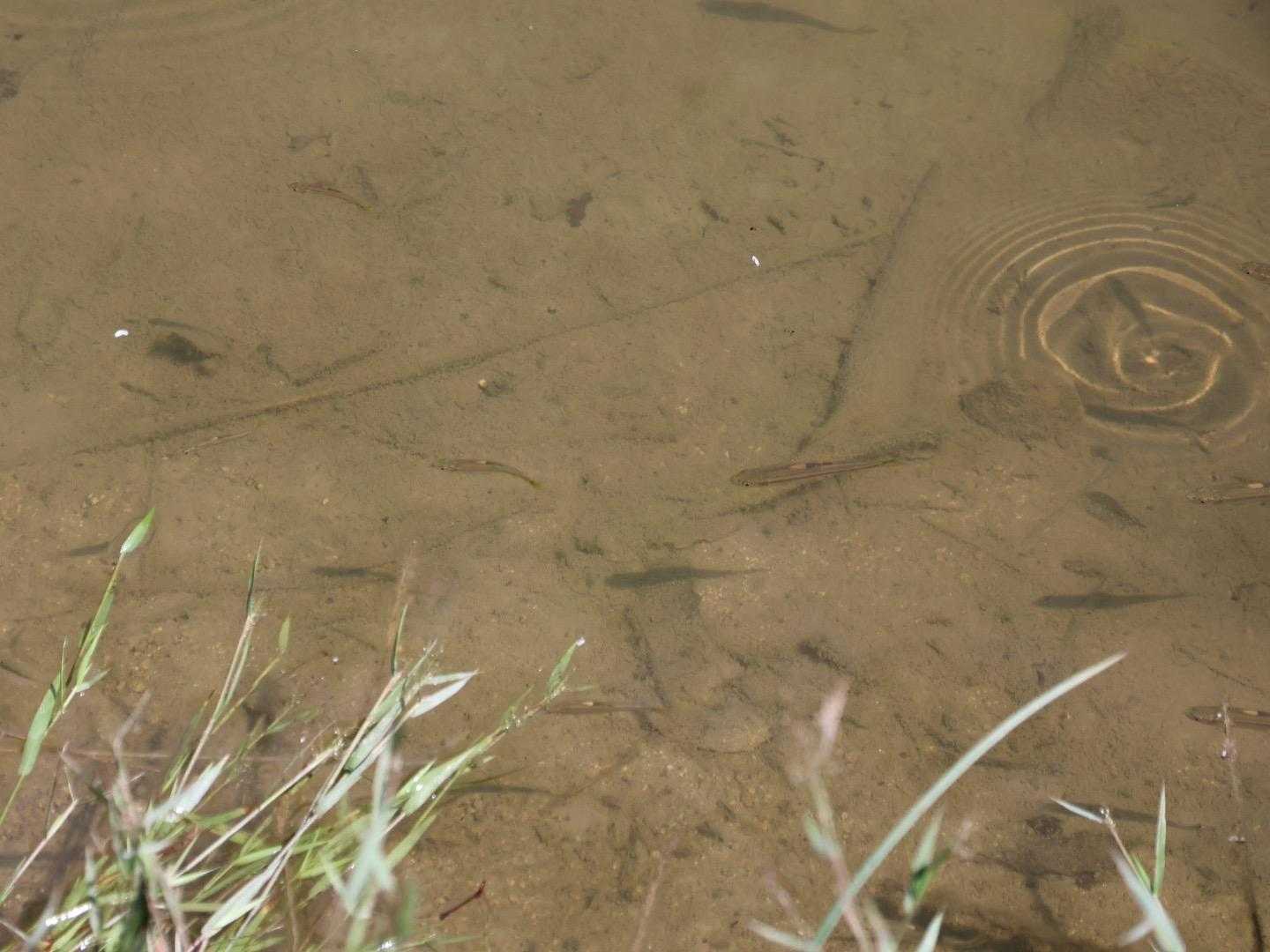 魚いっぱい泳いでました