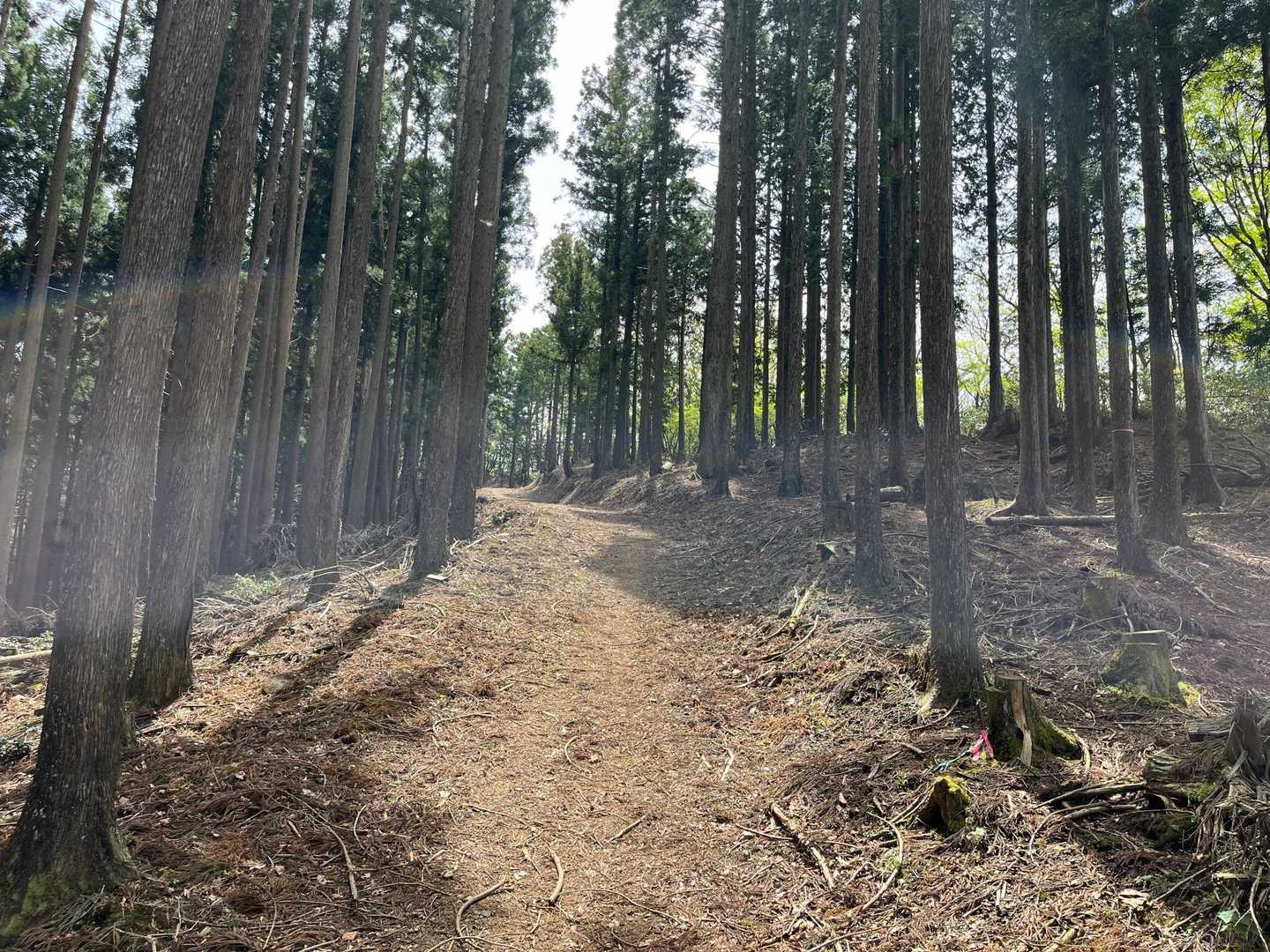 山頂近くなってきたかな