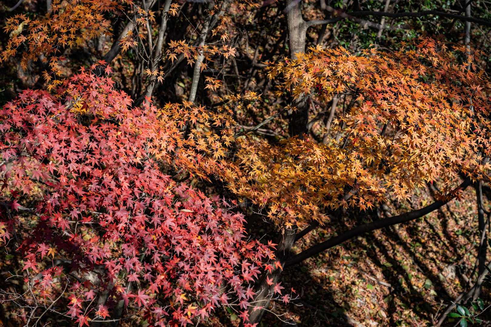 紅葉🍁
もう終わりかな